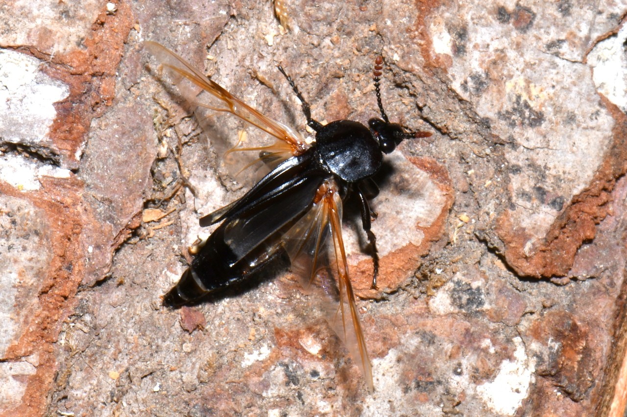 Necrodes littoralis (Linnaeus, 1758) - Silphe des rivages, Nécrophore des rivages