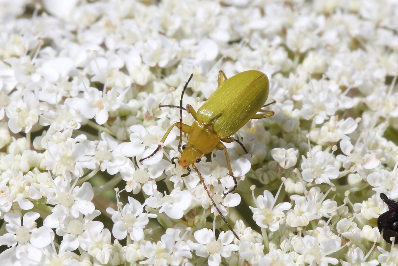 Cteniopus sulphureus (Linnaeus, 1758) - Allécule citron, Cistèle jaune