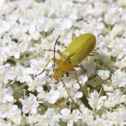 Cteniopus sulphureus (Linnaeus, 1758) - Allécule citron, Cistèle jaune