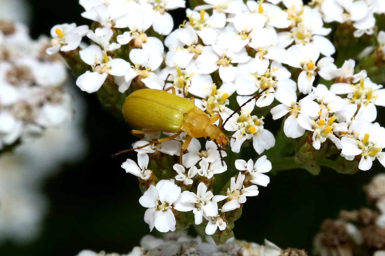 Cteniopus sulphureus (Linnaeus, 1758) - Allécule citron, Cistèle jaune