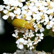 Cteniopus sulphureus (Linnaeus, 1758) - Allécule citron, Cistèle jaune