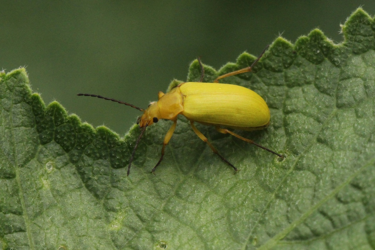 Cteniopus sulphureus (Linnaeus, 1758) - Allécule citron, Cistèle jaune