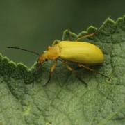 Cteniopus sulphureus (Linnaeus, 1758) - Allécule citron, Cistèle jaune