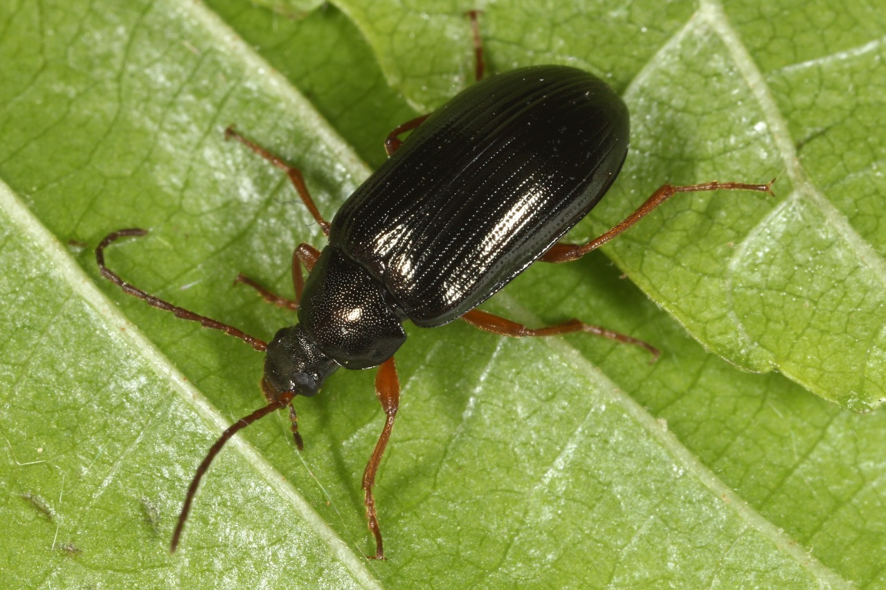 Gonodera luperus (Herbst, 1783)