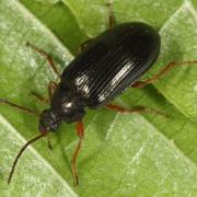 Gonodera luperus (Herbst, 1783)