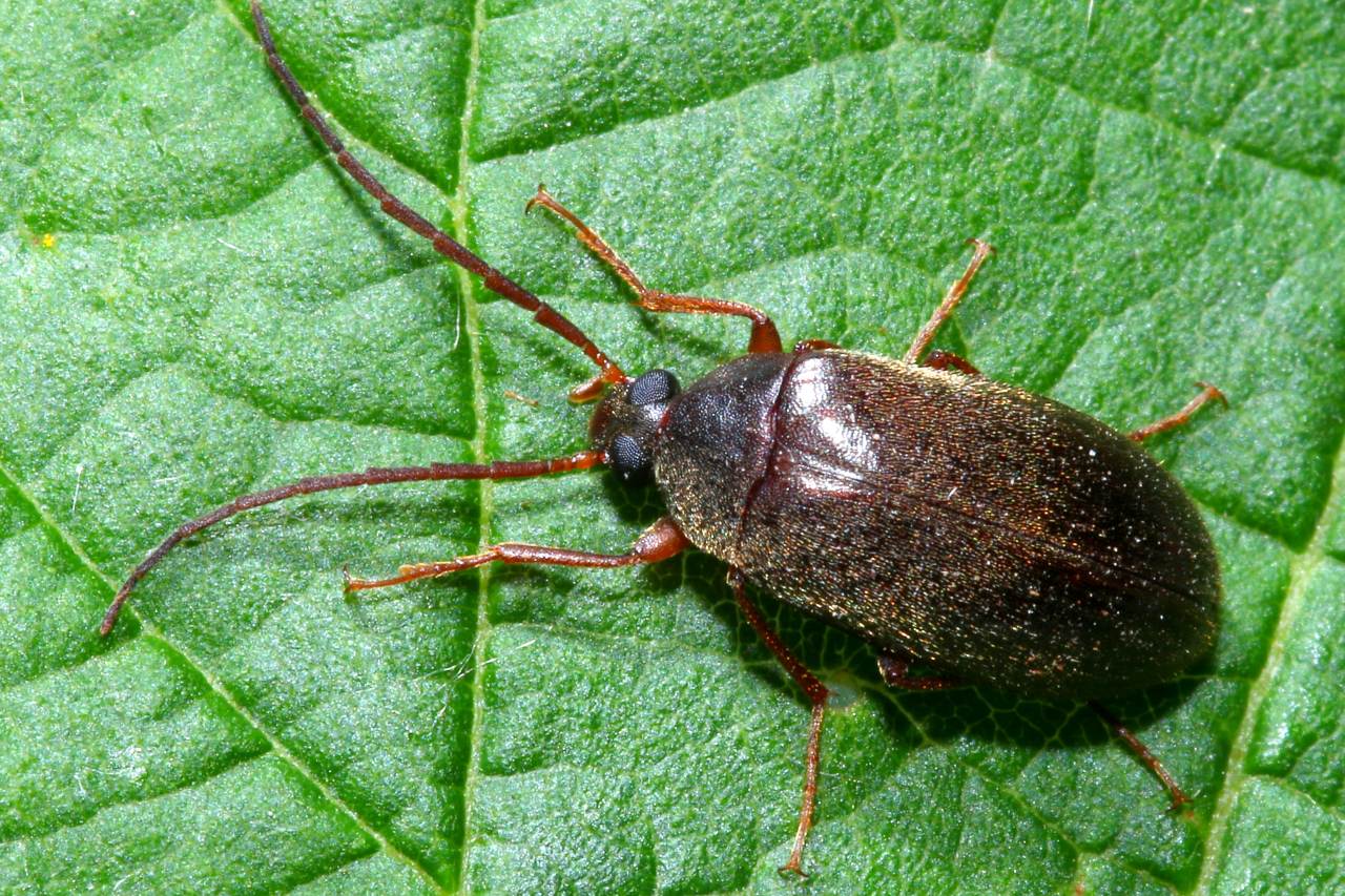 Hymenalia rufipes (Fabricius, 1792) - Hyménalia à pattes rouges