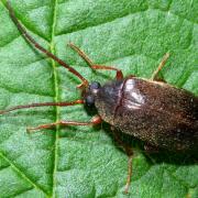 Hymenalia rufipes (Fabricius, 1792) - Hyménalia à pattes rouges