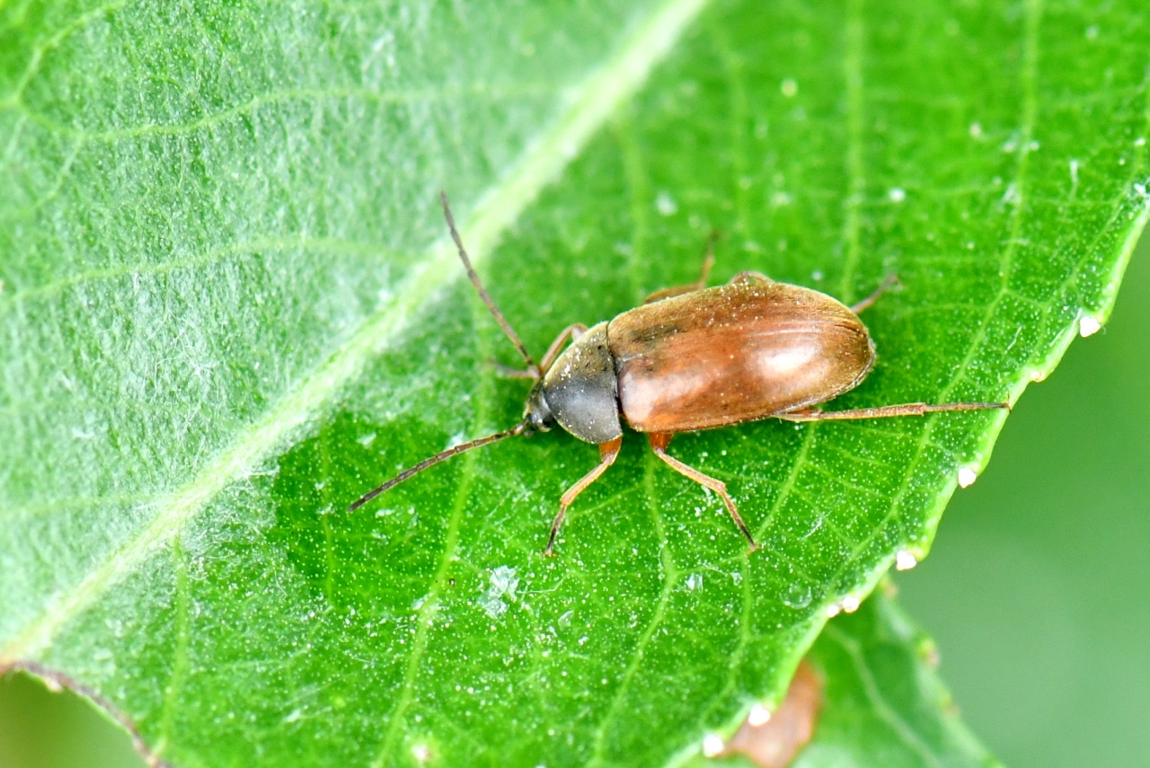 Isomira murina (Linnaeus, 1758)