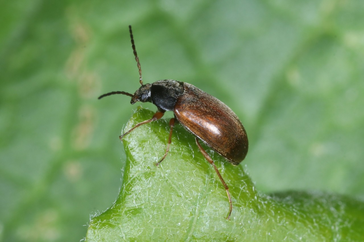 Isomira murina (Linnaeus, 1758)