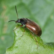 Isomira murina (Linnaeus, 1758)