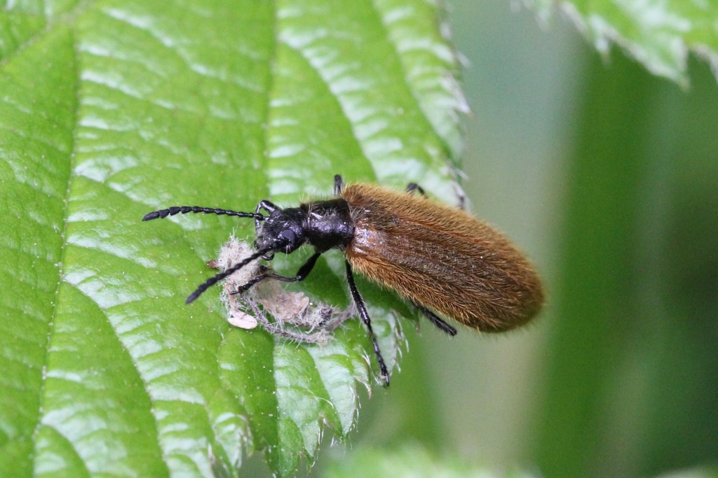 Lagria hirta (Linnaeus, 1758) - Lagrie hérissée