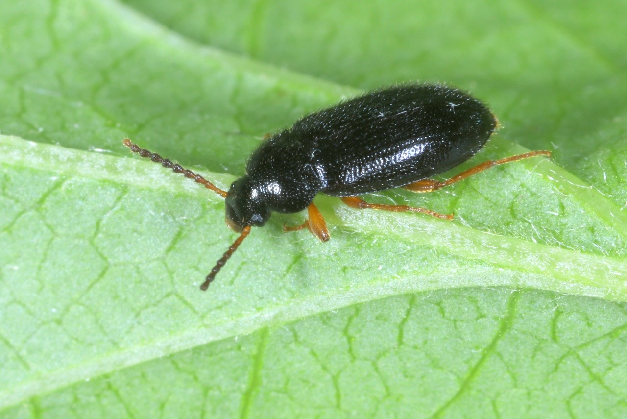 Mycetochara maura (Fabricius, 1792)