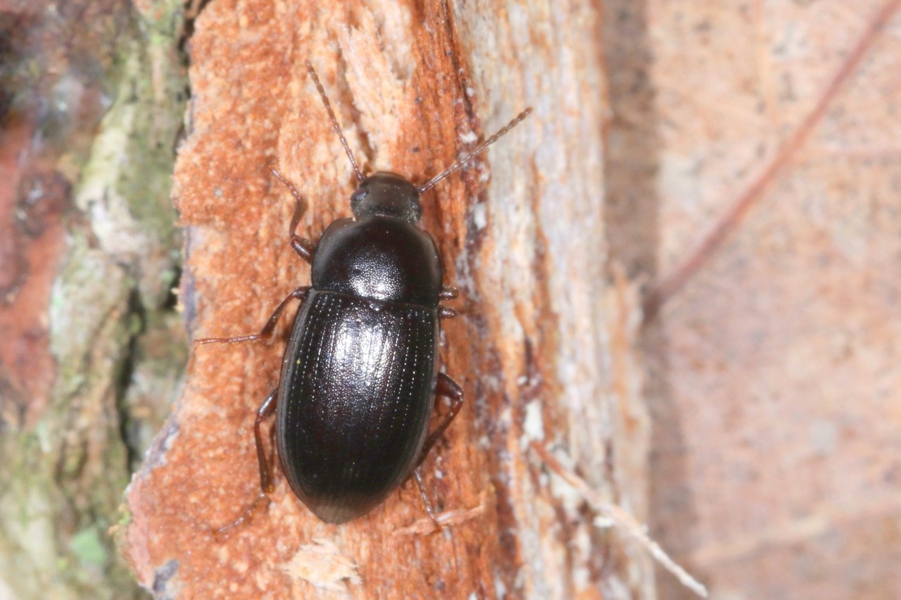 Nalassus laevioctostriatus (Goeze, 1777) - Hélope brune (femelle)