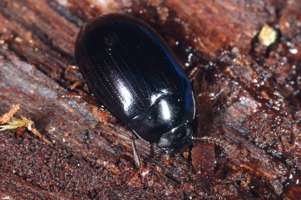 Platydema violacea (Fabricius, 1790) - Ténébrion ponctué, Ténébrion noir violacé