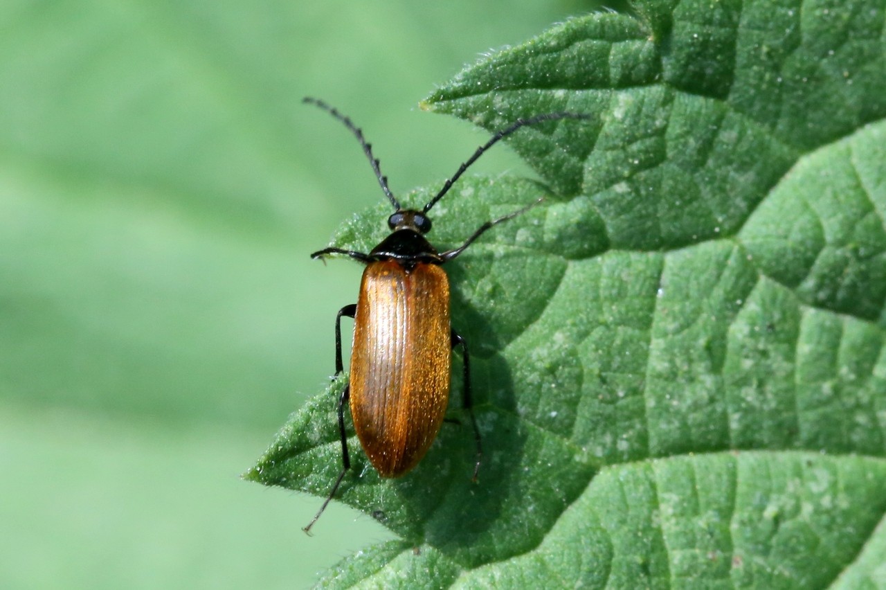 Pseudocistela ceramboides (Linnaeus, 1758) 