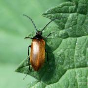 Pseudocistela ceramboides (Linnaeus, 1758) 