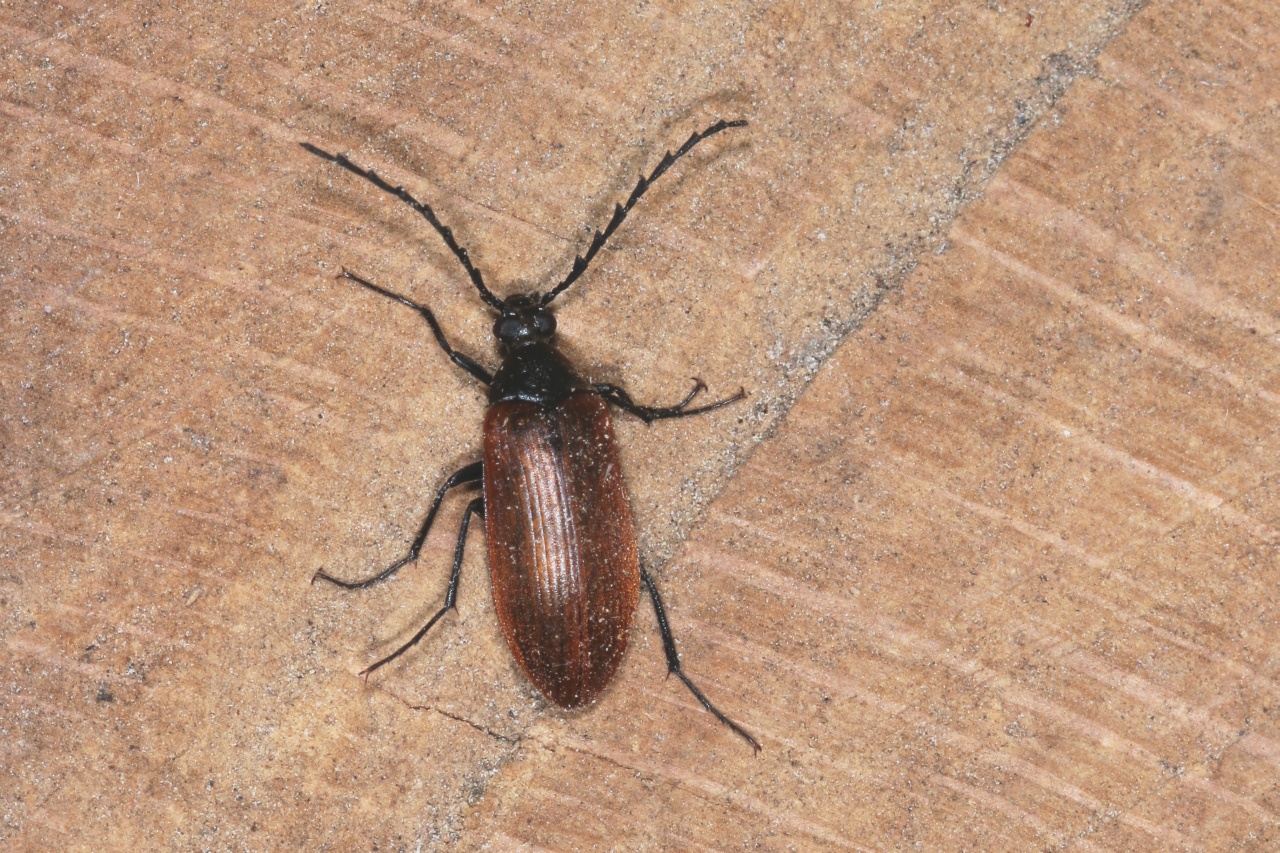 Pseudocistela ceramboides (Linnaeus, 1758)