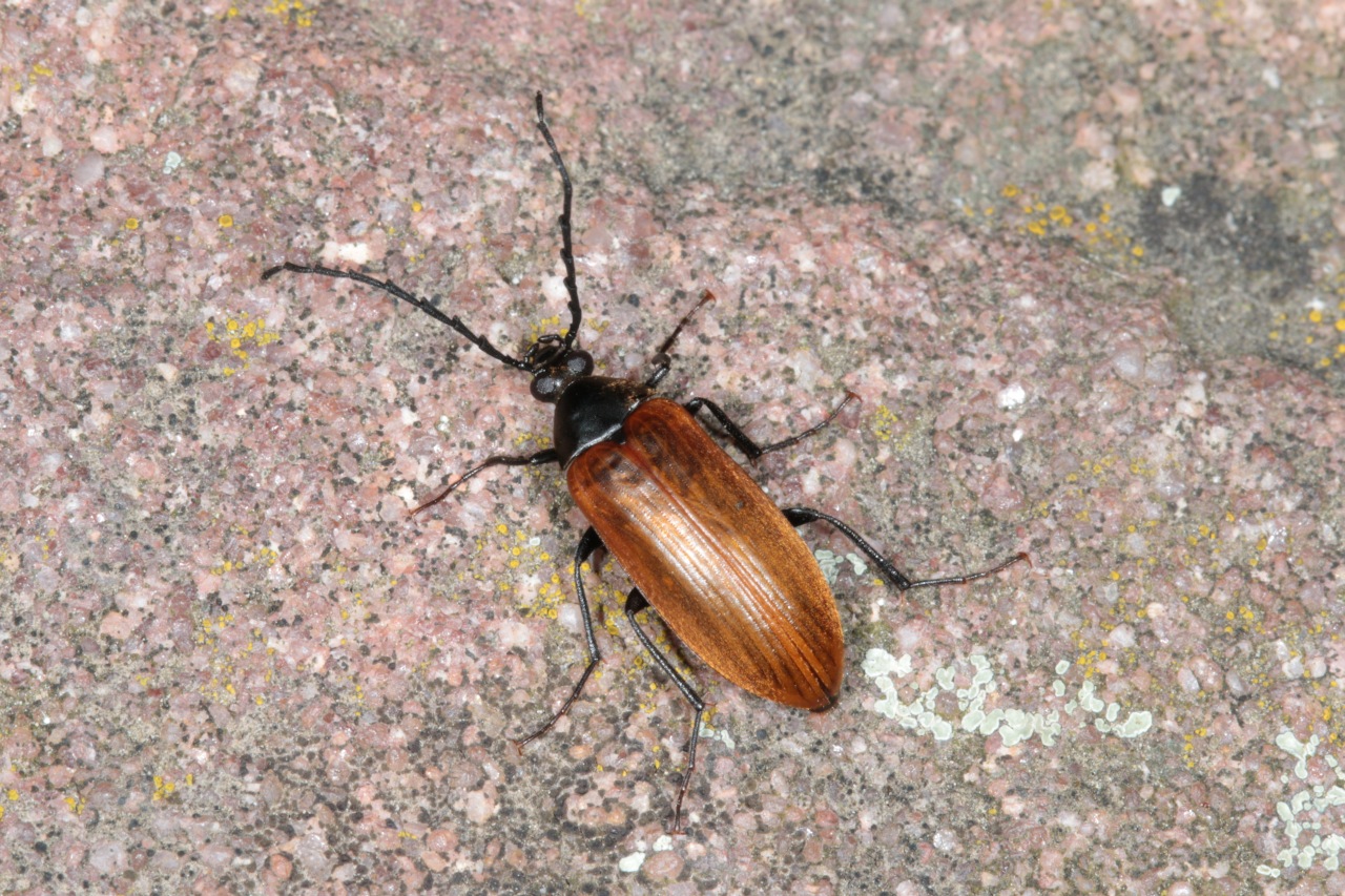 Pseudocistela ceramboides (Linnaeus, 1758) 