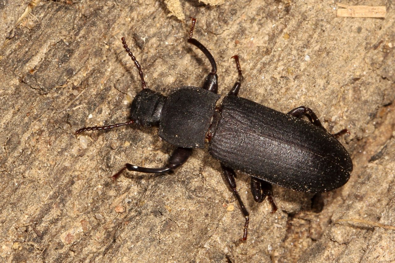 Tenebrio sp