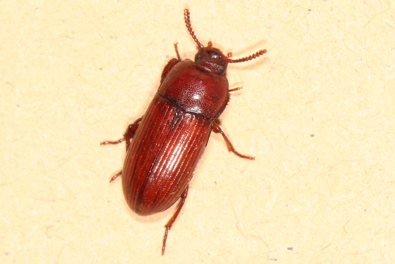 Uloma culinaris (Linnaeus, 1758)