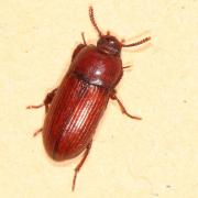 Uloma culinaris (Linnaeus, 1758)