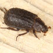 Trox scaber (Linnaeus, 1767) - Trox rude