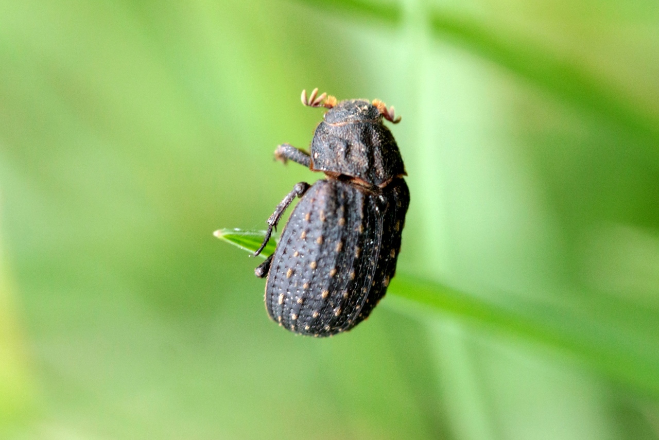 Trox sabulosus (Linnaeus, 1758) - Trox sabuleux