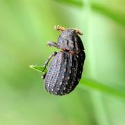 Trox sabulosus (Linnaeus, 1758) - Trox sabuleux