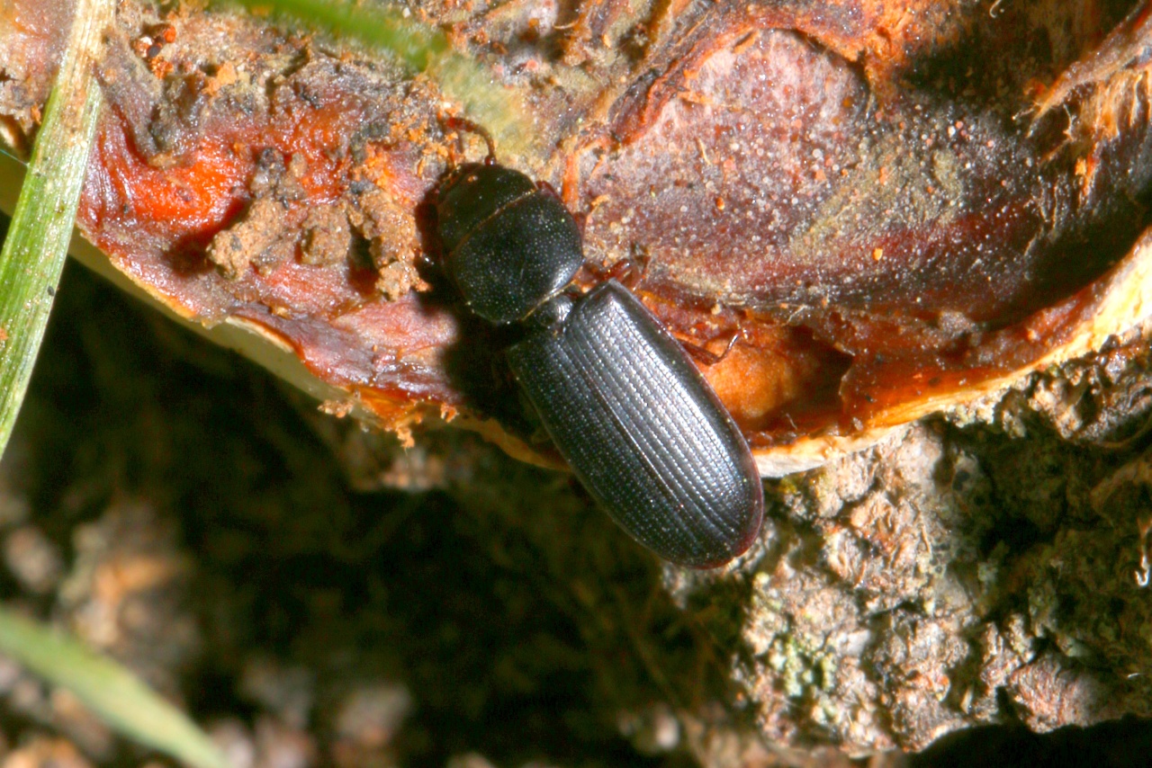 Tenebroides fuscus (Preyssler, 1790) (femelle)