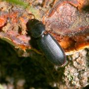 Tenebroides fuscus (Preyssler, 1790) (femelle)