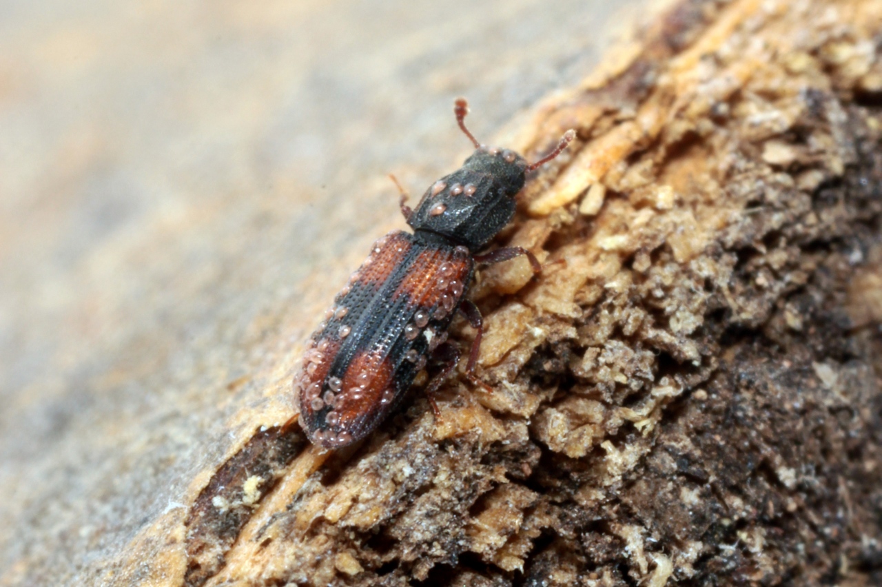 Bitoma crenata (Fabricius, 1775)