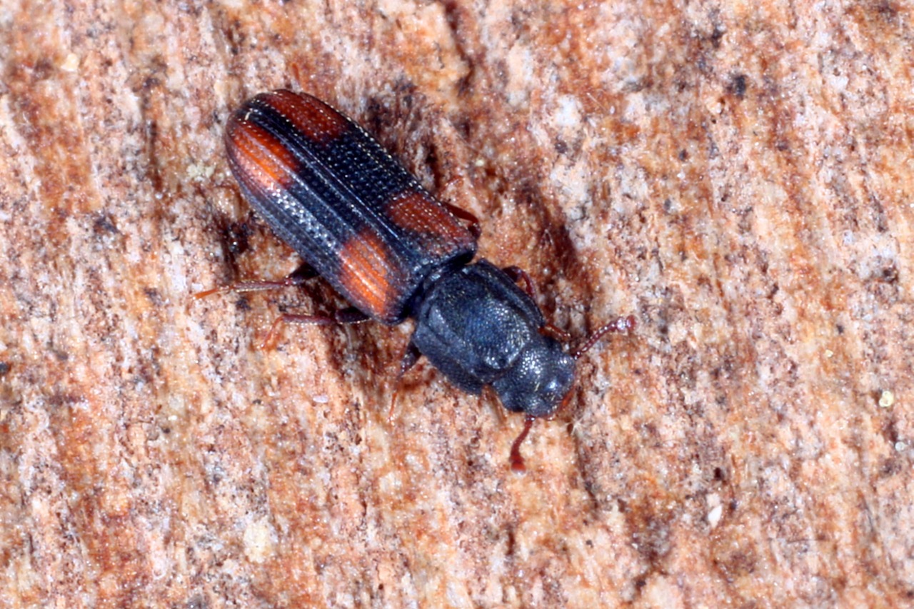 Bitoma crenata (Fabricius, 1775) 