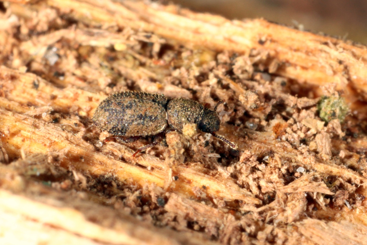 Diodesma subterranea Latreille, 1829