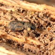 Diodesma subterranea Latreille, 1829