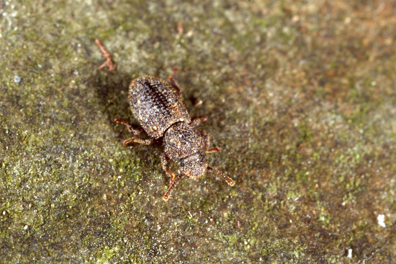 Diodesma subterranea Latreille, 1829 