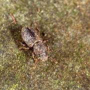 Diodesma subterranea Latreille, 1829 