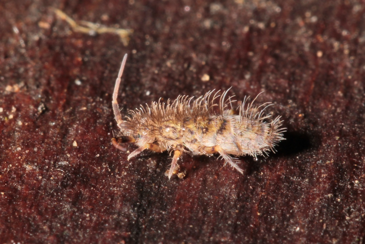 Orchesella villosa (Geoffroy, 1762)