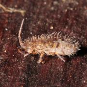 Orchesella villosa (Geoffroy, 1762)