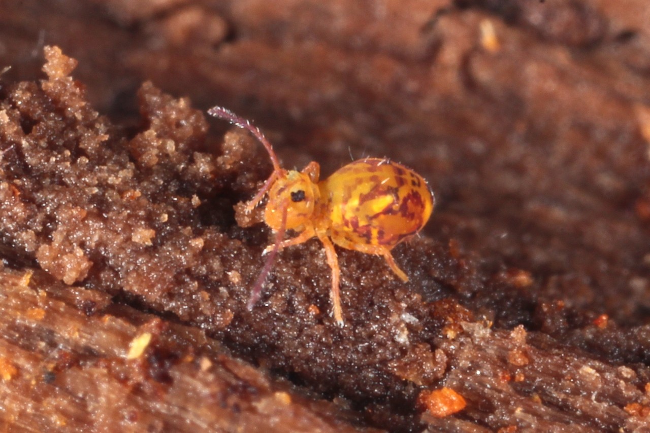 Dicyrtomina ornata (Nicolet, 1842) 