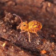 Dicyrtomina ornata (Nicolet, 1842) 