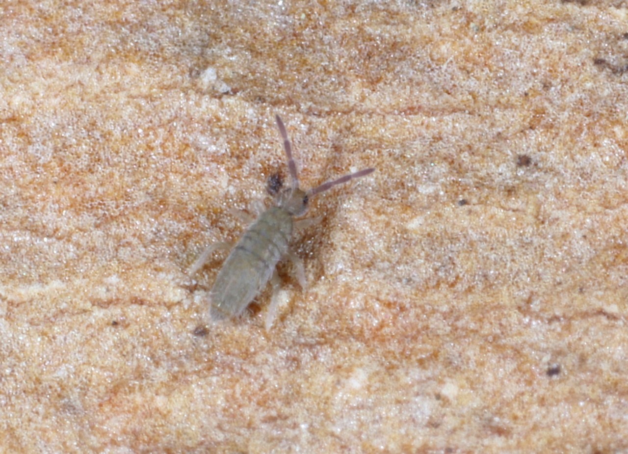 Entomobrya marginata (Tullberg, 1871)