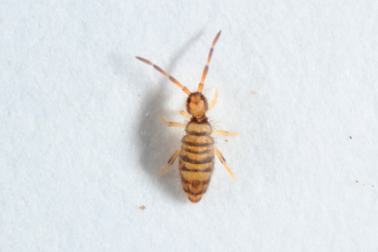 Entomobrya multifasciata (Tullberg, 1871)