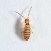 Entomobrya multifasciata (Tullberg, 1871)