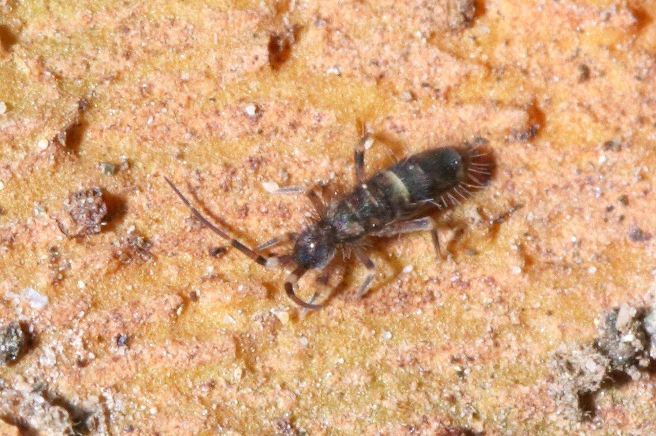 Orchesella cincta (Linnaeus, 1758)