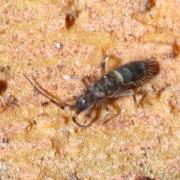 Orchesella cincta (Linnaeus, 1758)