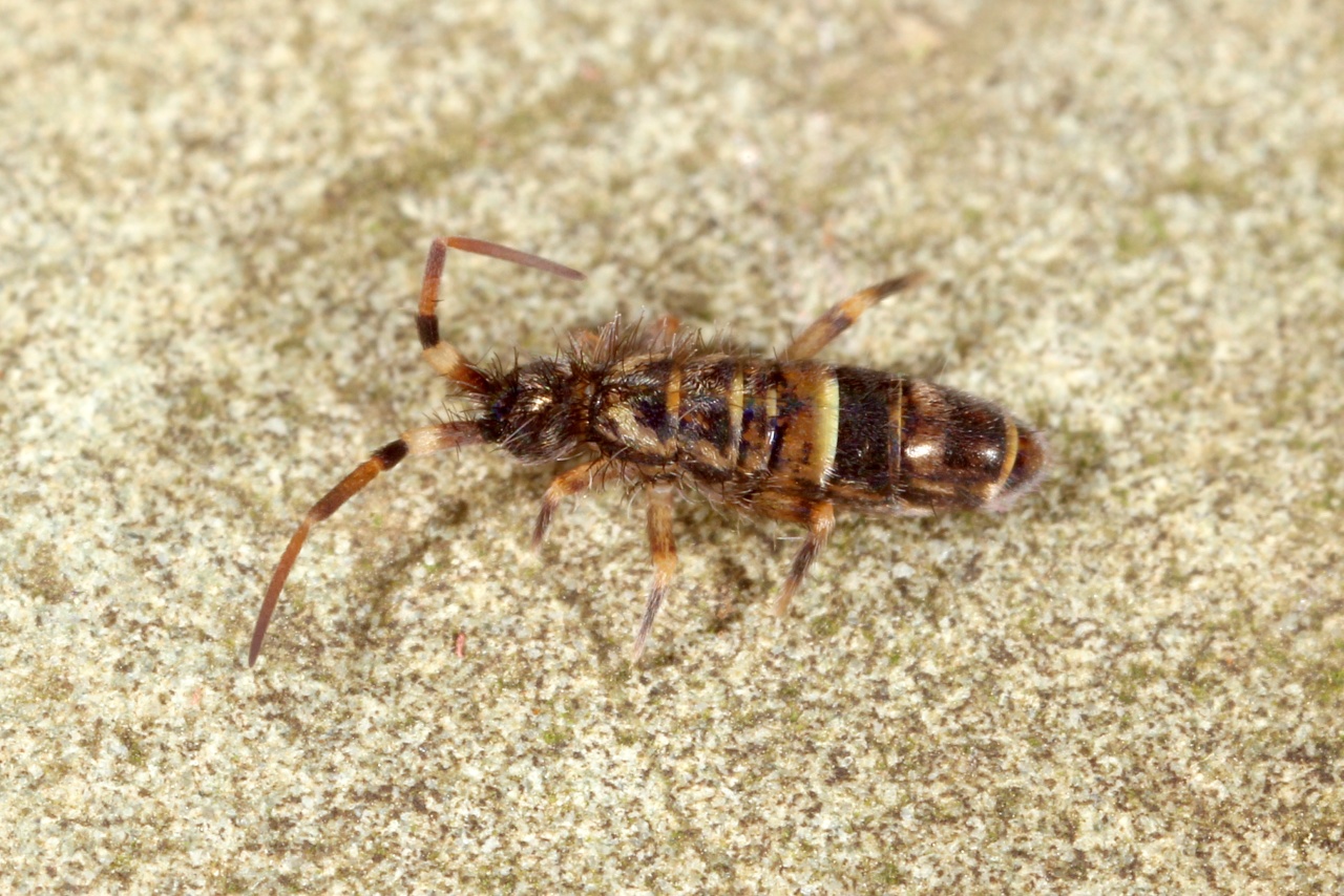 Orchesella cincta (Linnaeus, 1758)