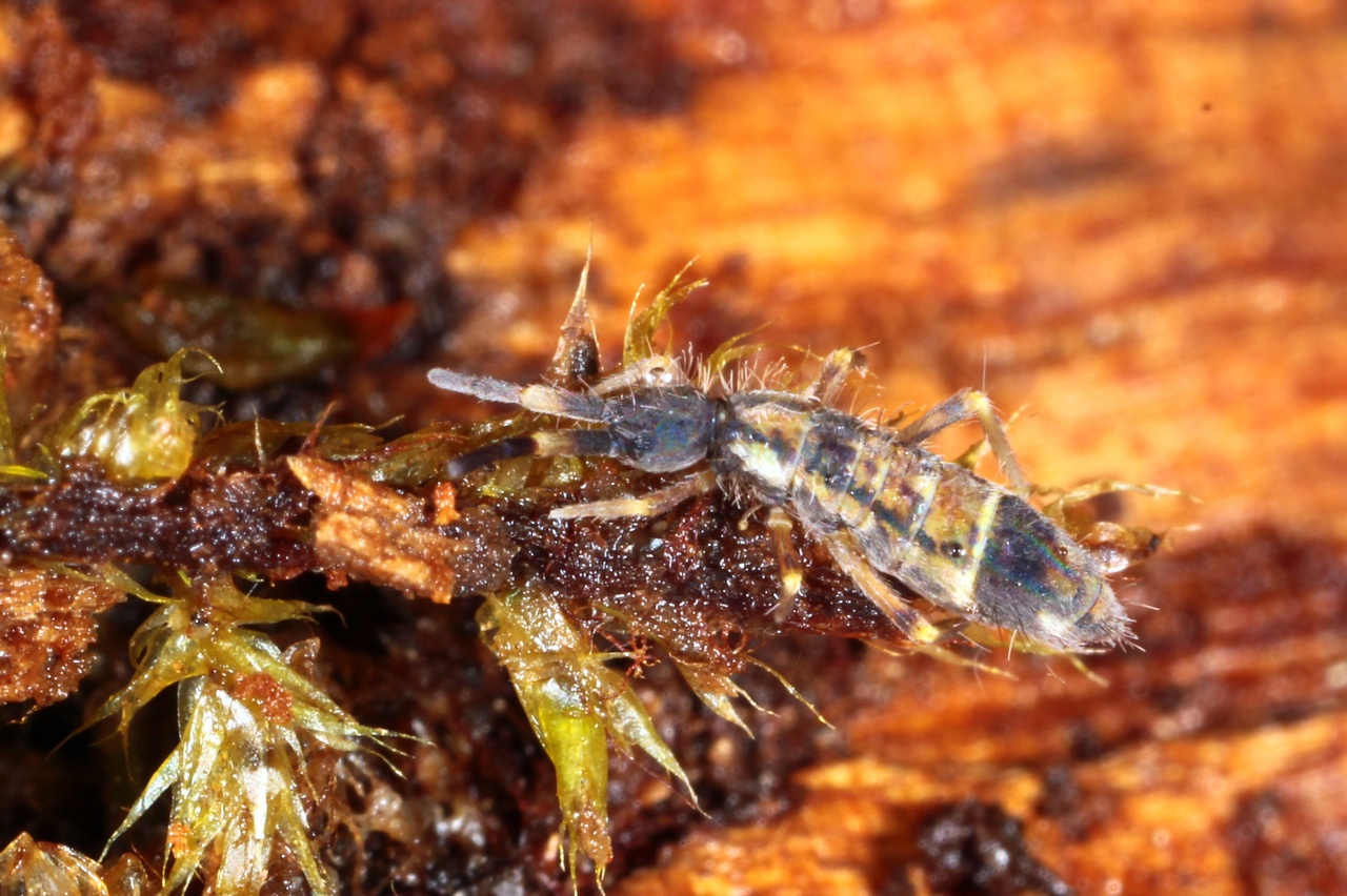 Orchesella flavescens (Bourlet, 1839)