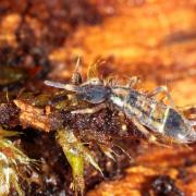 Orchesella flavescens (Bourlet, 1839)