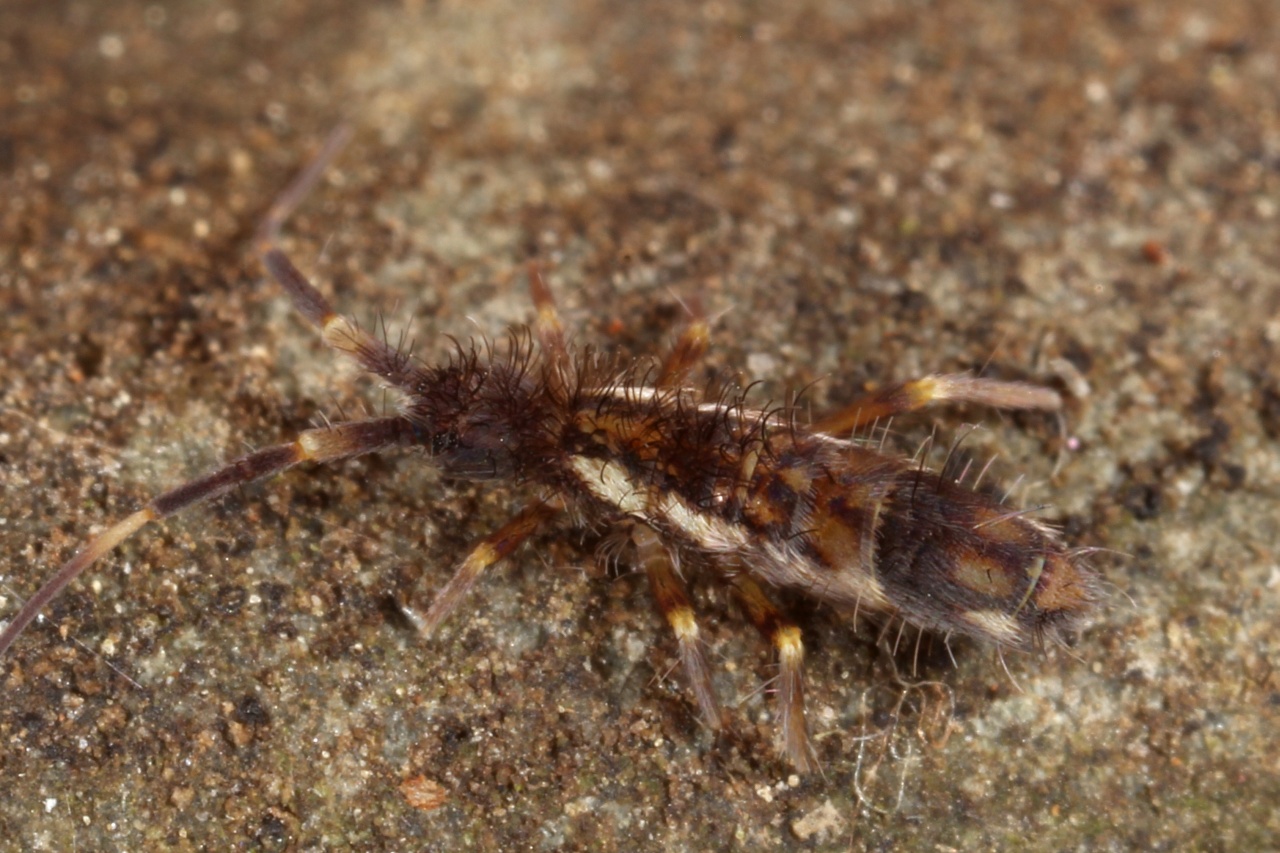 Orchesella flavescens (Bourlet, 1839)