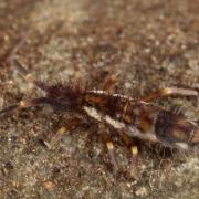 Orchesella flavescens (Bourlet, 1839)